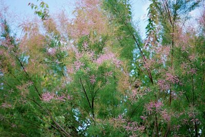 Tamarix parviflora - tamaryšek drobnokvětý - rozkvétající větévky